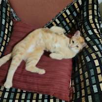 Thumbnail photo of Ginger (sister of Brandy) #3