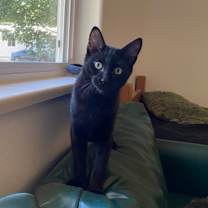 Thumbnail photo of Clover #3