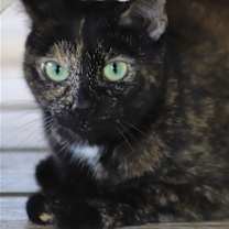 Thumbnail photo of Gabby - CSC #2