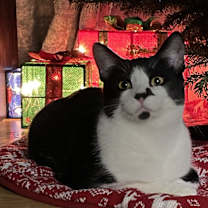 Thumbnail photo of Herman #4