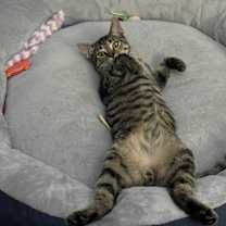 Thumbnail photo of Hank #1