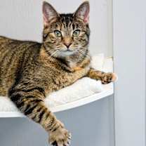 Thumbnail photo of BAMBI (Mom) #1