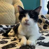 Thumbnail photo of LOUIE - ANGELO #1