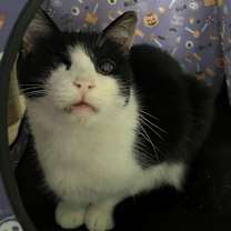 Thumbnail photo of LOUIE - ANGELO #2