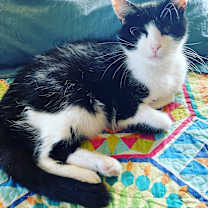 Thumbnail photo of LOUIE - ANGELO #3