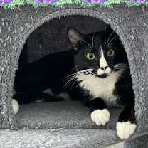 Thumbnail photo of Maia #1