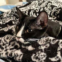 Thumbnail photo of Maia #3