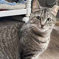 Thumbnail photo of Mindy - Sponsored by Alice #1