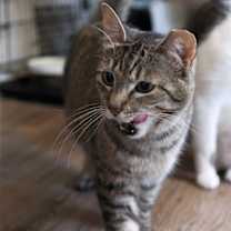 Thumbnail photo of Mindy - Sponsored by Alice #3
