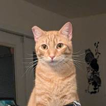 adopt-pet