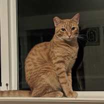 Thumbnail photo of Viktor (Thumbs) #2