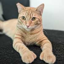 Thumbnail photo of Viktor (Thumbs) #3