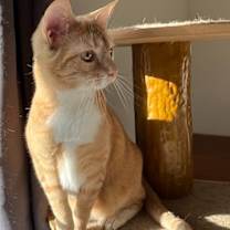 Thumbnail photo of Clementine #1