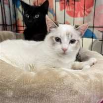 Thumbnail photo of Mali and Dixie #1