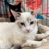 Thumbnail photo of Mali and Dixie #2