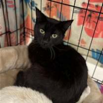 Thumbnail photo of Mali and Dixie #3