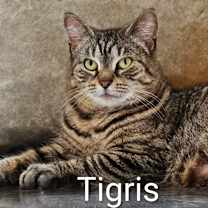 Thumbnail photo of Tigris #1