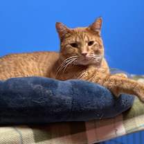 Thumbnail photo of Tango #2