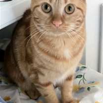 Thumbnail photo of Bubbles (bonded with Cleocatra) #1