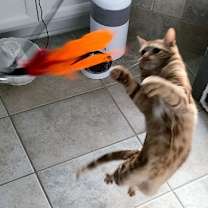 Thumbnail photo of Bubbles (bonded with Cleocatra) #2