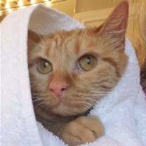 Thumbnail photo of Bubbles (bonded with Cleocatra) #4