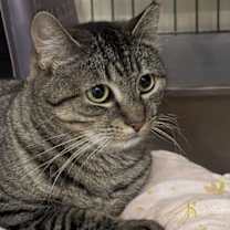 Thumbnail photo of Mindy - Sponsored by Alice #4
