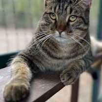 Thumbnail photo of Gizmo #1