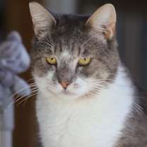 Thumbnail photo of Fat Boy #1