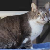 Thumbnail photo of Fat Boy #2