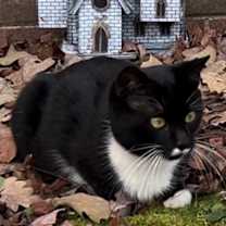 Thumbnail photo of GOMEZ - ka #1