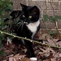 Thumbnail photo of GOMEZ - ka #2