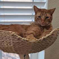 Thumbnail photo of Shi-Shi (bonded to Mousie) #3