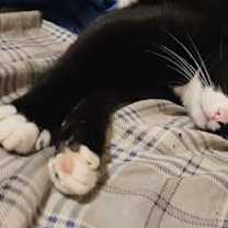 Thumbnail photo of Meeko #2