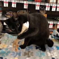 Thumbnail photo of Snuffy #2