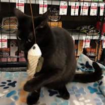 Thumbnail photo of Snuffy #3