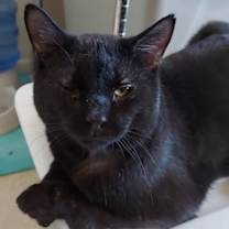 Thumbnail photo of Moose #3