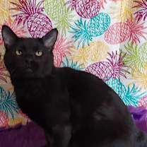 Thumbnail photo of Moose #2