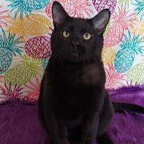 Thumbnail photo of Moose #1