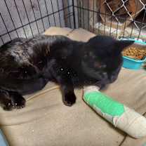 Thumbnail photo of Moose #4