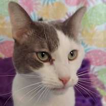 Thumbnail photo of Rowdy #3