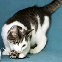 Thumbnail photo of Rowdy #4