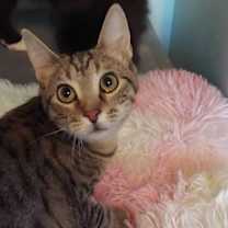 Thumbnail photo of HoneyBun #2