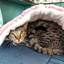 Thumbnail photo of HoneyBun #3