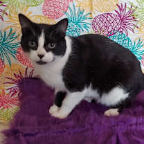 Thumbnail photo of Twinkie #1