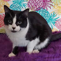 Thumbnail photo of Twinkie #2