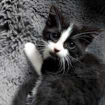 Thumbnail photo of Twinkie #3