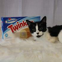 Thumbnail photo of Twinkie #4