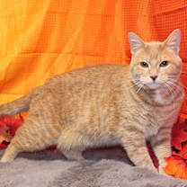 Thumbnail photo of Scarlett #1