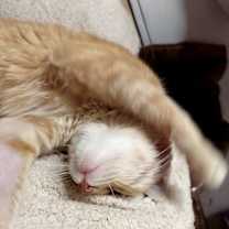 Thumbnail photo of Scarlett #3