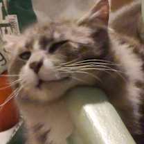 Thumbnail photo of Max #4